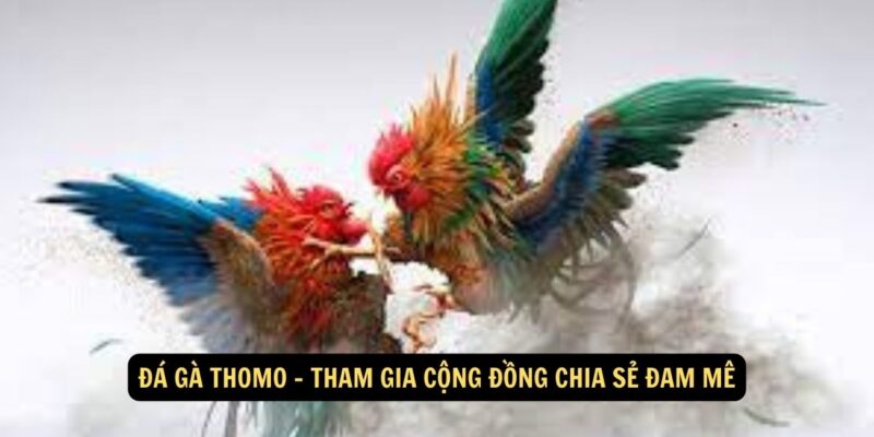 Đá Gà Thomo Tham Gia Cộng Đồng Chia Sẻ Đam Mê