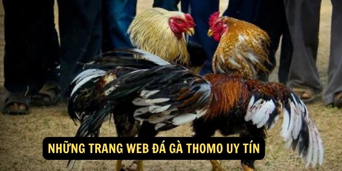 Những trang web Đá gà Thomo uy tín