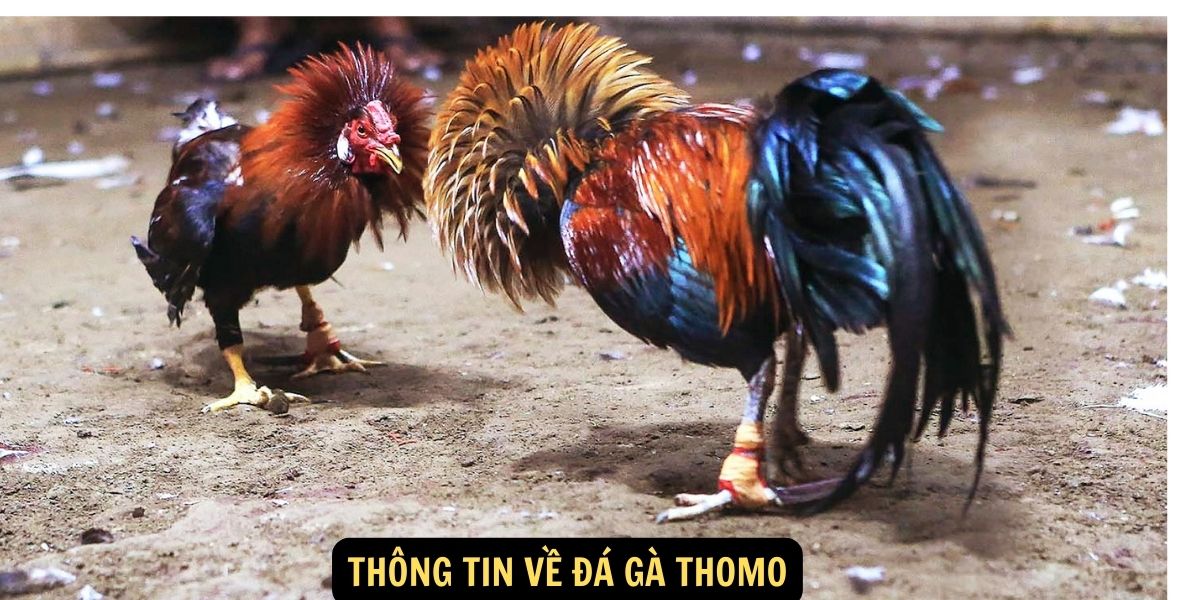 Thông tin về Đá gà Thomo